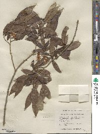 Salix serissima image