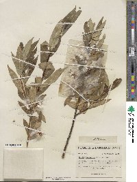 Salix serissima image