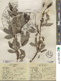 Salix serissima image