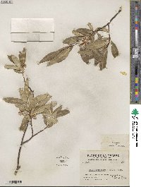 Salix serissima image