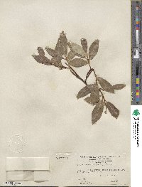 Salix serissima image