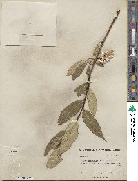 Salix serissima image