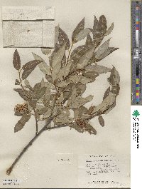 Salix serissima image