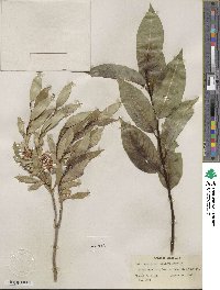 Salix serissima image