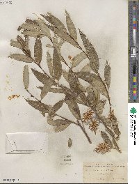 Salix serissima image