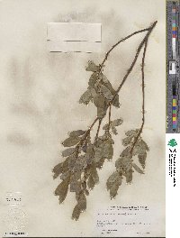 Salix serissima image