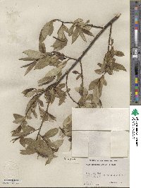 Salix serissima image