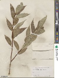 Salix serissima image