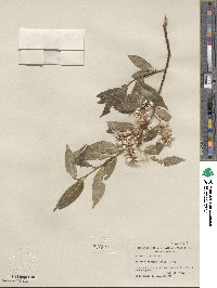 Salix serissima image