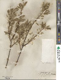 Salix serissima image