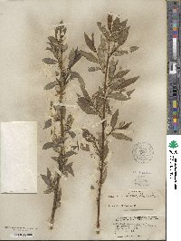 Salix serissima image