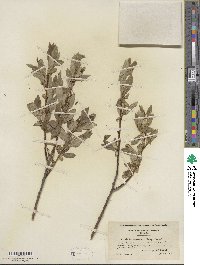 Salix serissima image