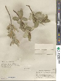 Salix serissima image