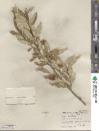 Salix serissima image