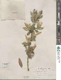 Salix serissima image