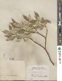 Salix serissima image