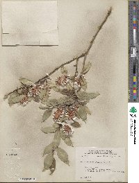 Salix serissima image