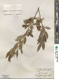 Salix serissima image