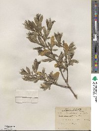 Salix serissima image