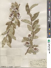 Salix serissima image