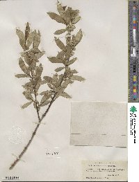 Salix serissima image