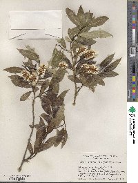 Salix serissima image