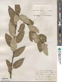 Salix serissima image