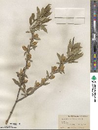 Salix serissima image