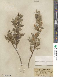 Salix serissima image