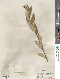 Salix serissima image