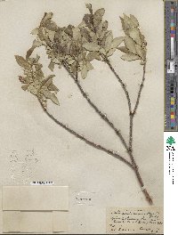 Salix serissima image