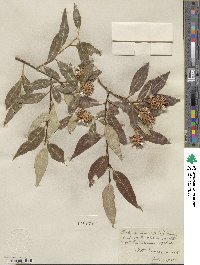 Salix serissima image