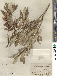 Salix serissima image