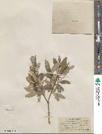 Salix serissima image