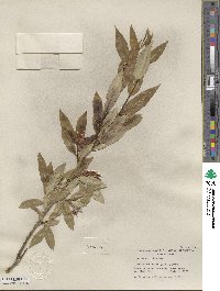 Salix serissima image