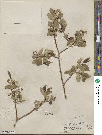 Salix serissima image