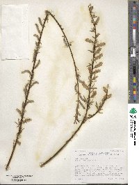 Salix sericea image