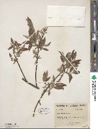 Salix sericea image