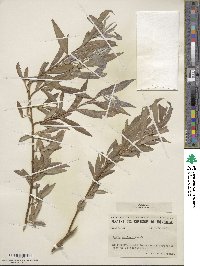 Salix sericea image