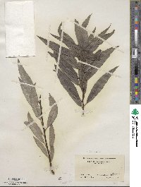 Salix sericea image