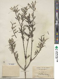 Salix sericea image