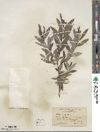 Salix sericea image