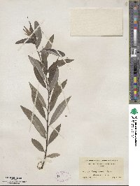 Salix sericea image