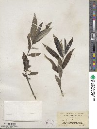 Salix sericea image