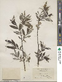 Salix sericea image