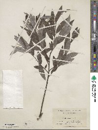 Salix sericea image