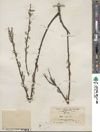 Salix sericea image