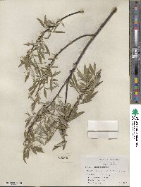 Salix sericea image