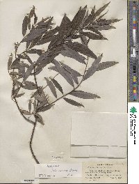 Salix sericea image