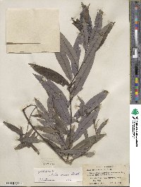 Salix sericea image